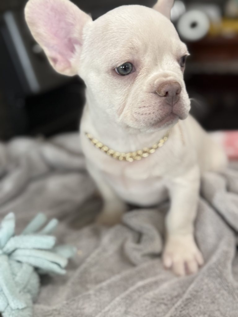 Pretzel | Platinum Cream French Bulldog Male | Available in July 2025