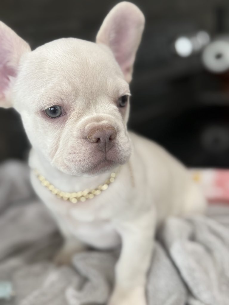 Pretzel | Platinum Cream French Bulldog Male | Available in July 2025