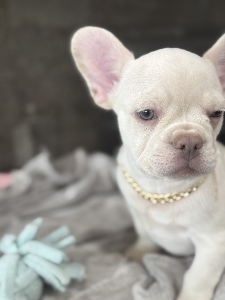 Pretzel | Platinum Cream French Bulldog Male | Available in July 2025