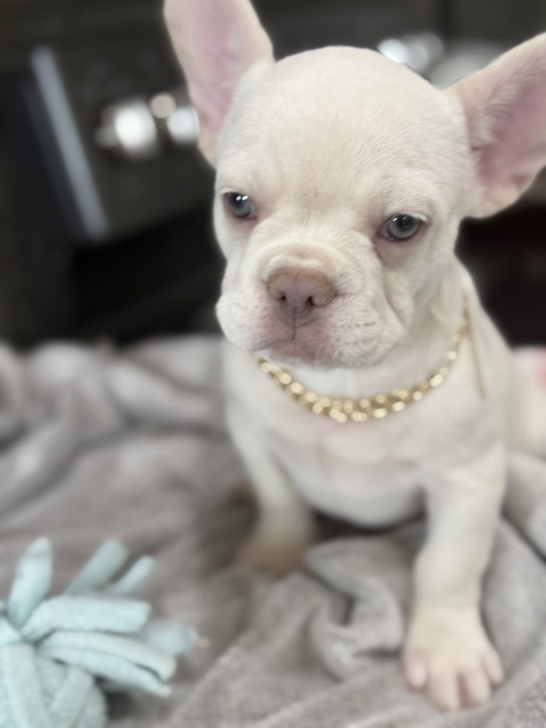 Pretzel | Platinum Cream French Bulldog Male | Available in July 2025