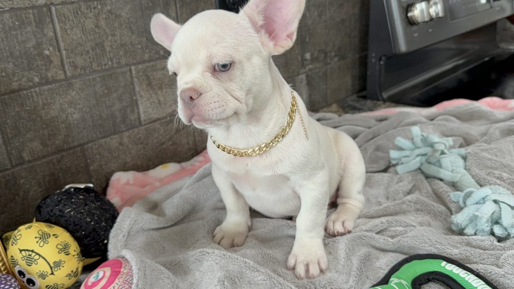 Pretzel | Platinum Cream French Bulldog Male | Available in July 2025