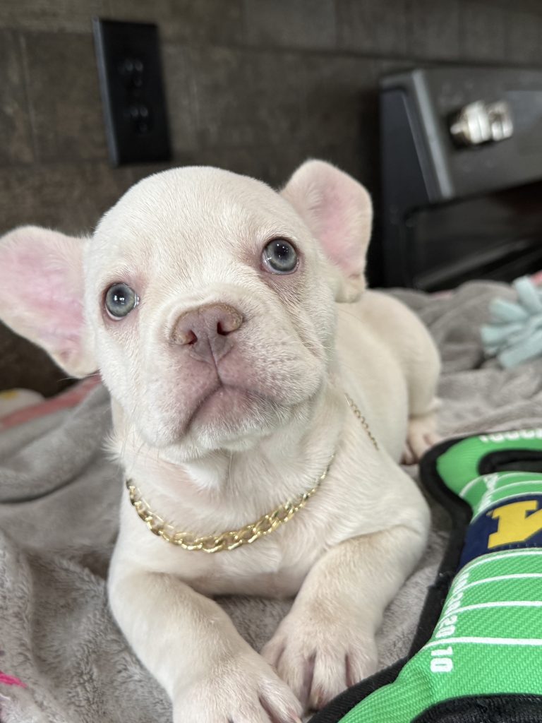 Pretzel | Platinum Cream French Bulldog Male | Available in July 2025