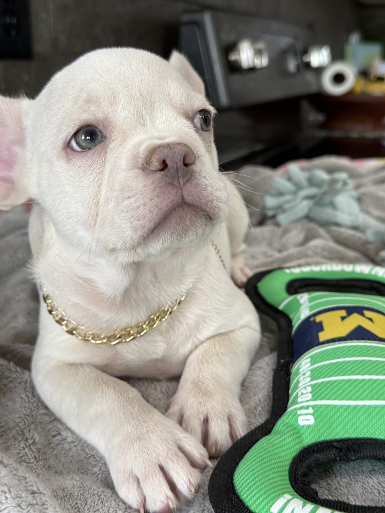 Pretzel | Platinum Cream French Bulldog Male | Available in July 2025