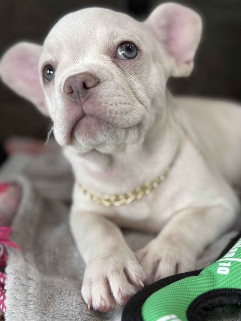 Pretzel | Platinum Cream French Bulldog Male | Available in July 2025