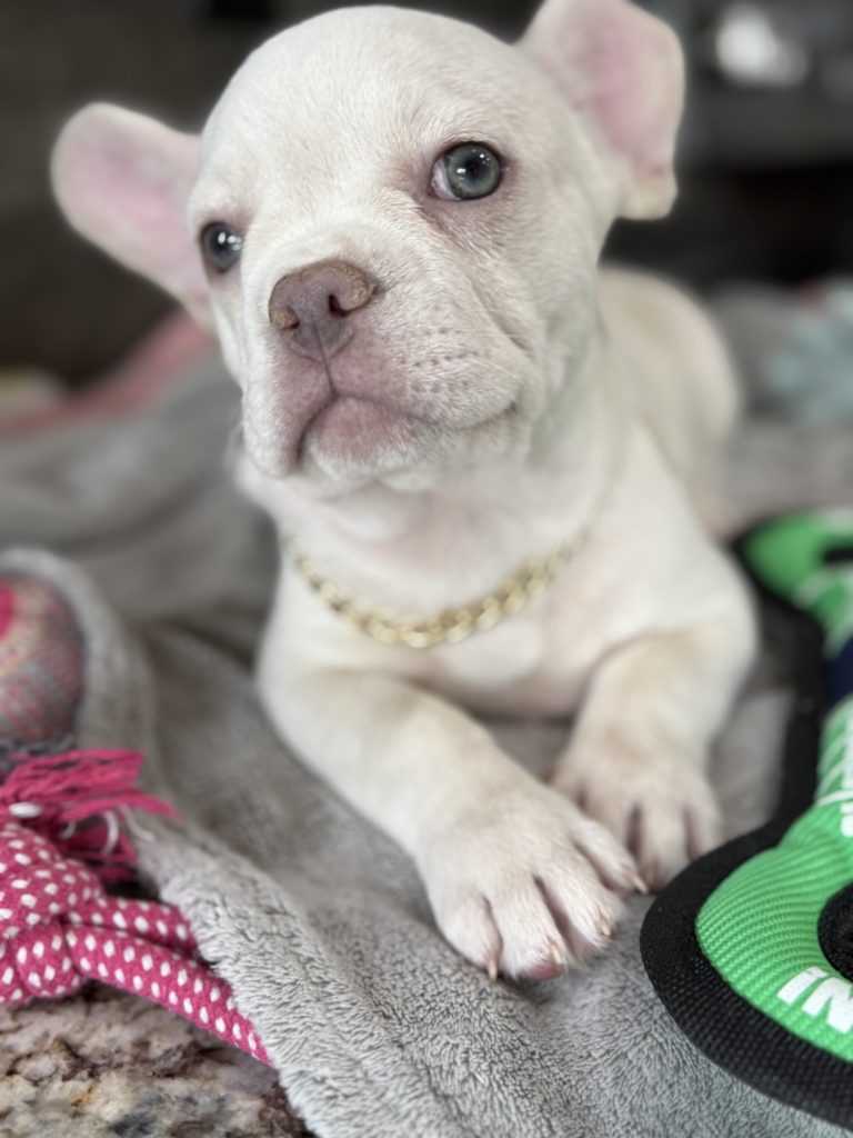 Pretzel | Platinum Cream French Bulldog Male | Available in July 2025
