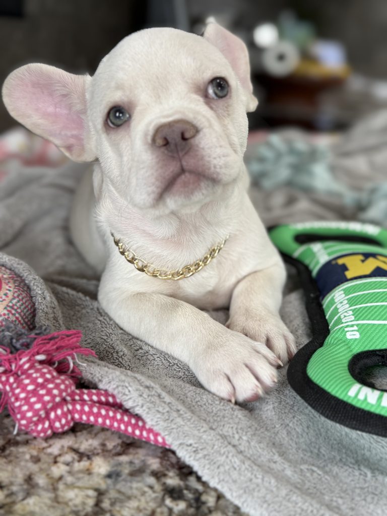 Pretzel | Platinum Cream French Bulldog Male | Available in July 2025