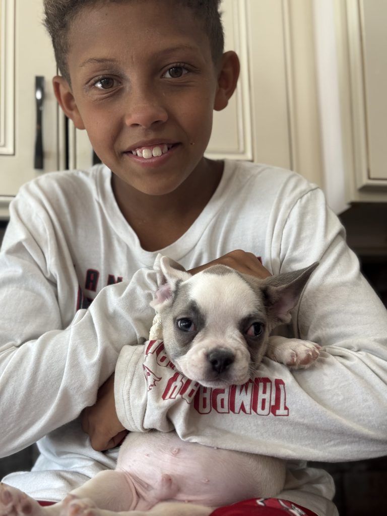Chopper | Blue Fawn Pied French Bulldog Male | Available in August 2025