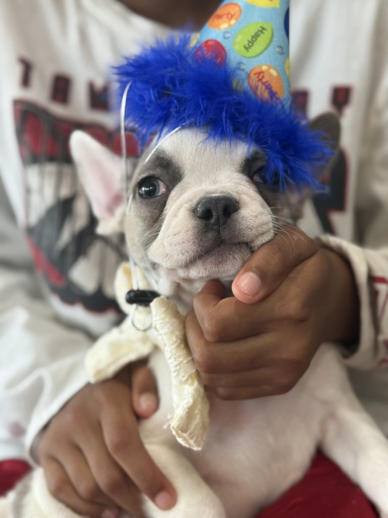 Chopper | Blue Fawn Pied French Bulldog Male | Available in August 2025