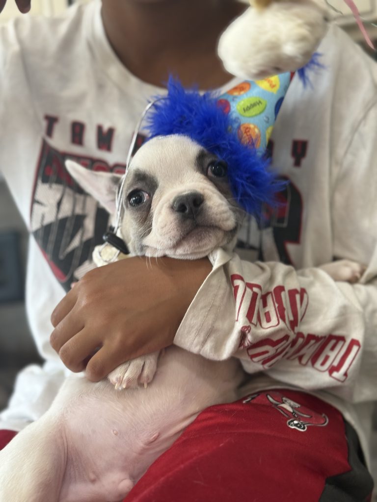 Chopper | Blue Fawn Pied French Bulldog Male | Available in August 2025
