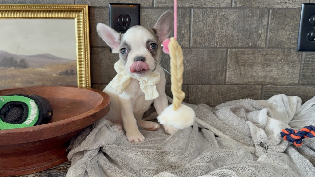 Chopper | Blue Fawn Pied French Bulldog Male | Available in August 2025