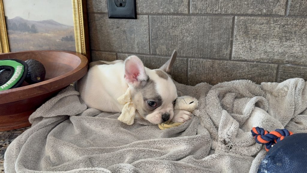 Chopper | Blue Fawn Pied French Bulldog Male | Available in August 2025