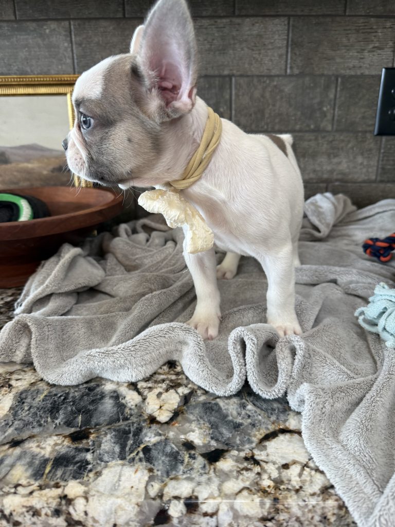 Chopper | Blue Fawn Pied French Bulldog Male | Available in August 2025