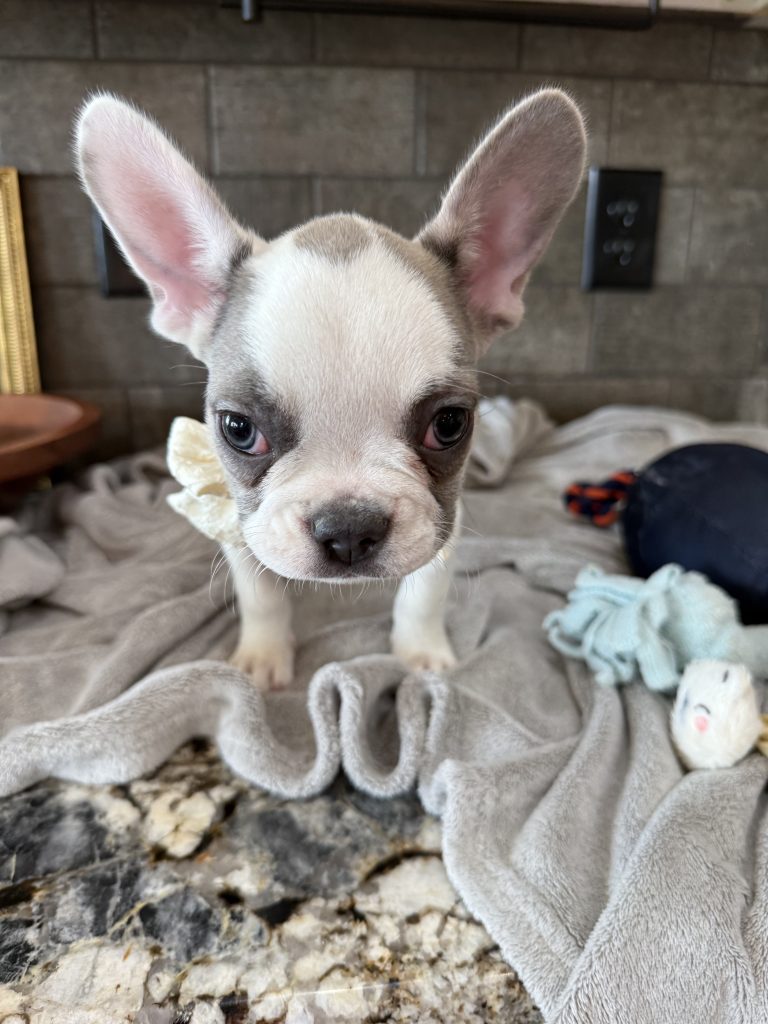 Chopper | Blue Fawn Pied French Bulldog Male | Available in August 2025