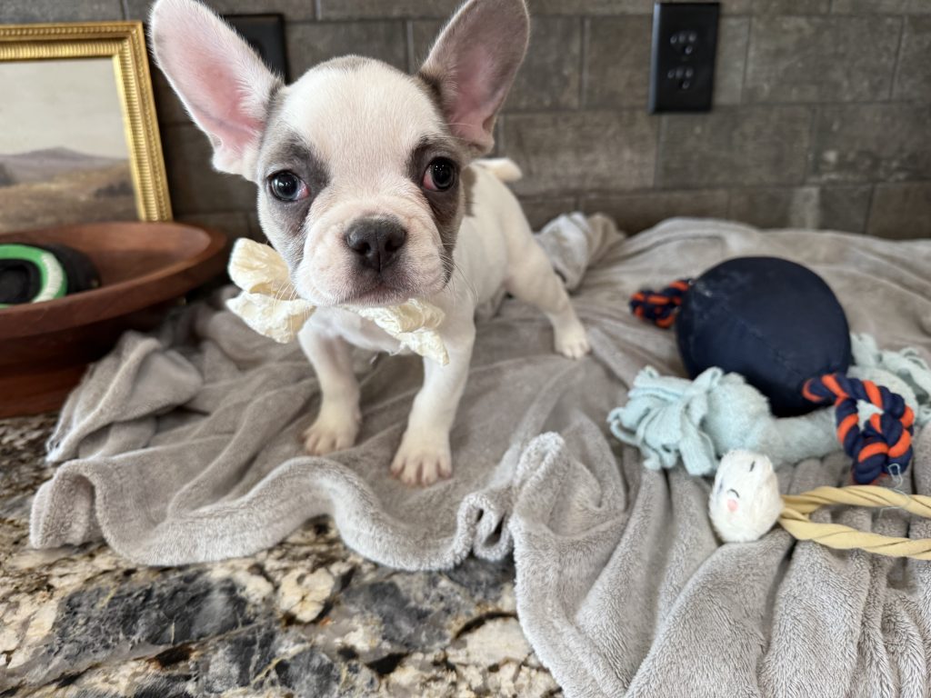 Chopper | Blue Fawn Pied French Bulldog Male | Available in August 2025