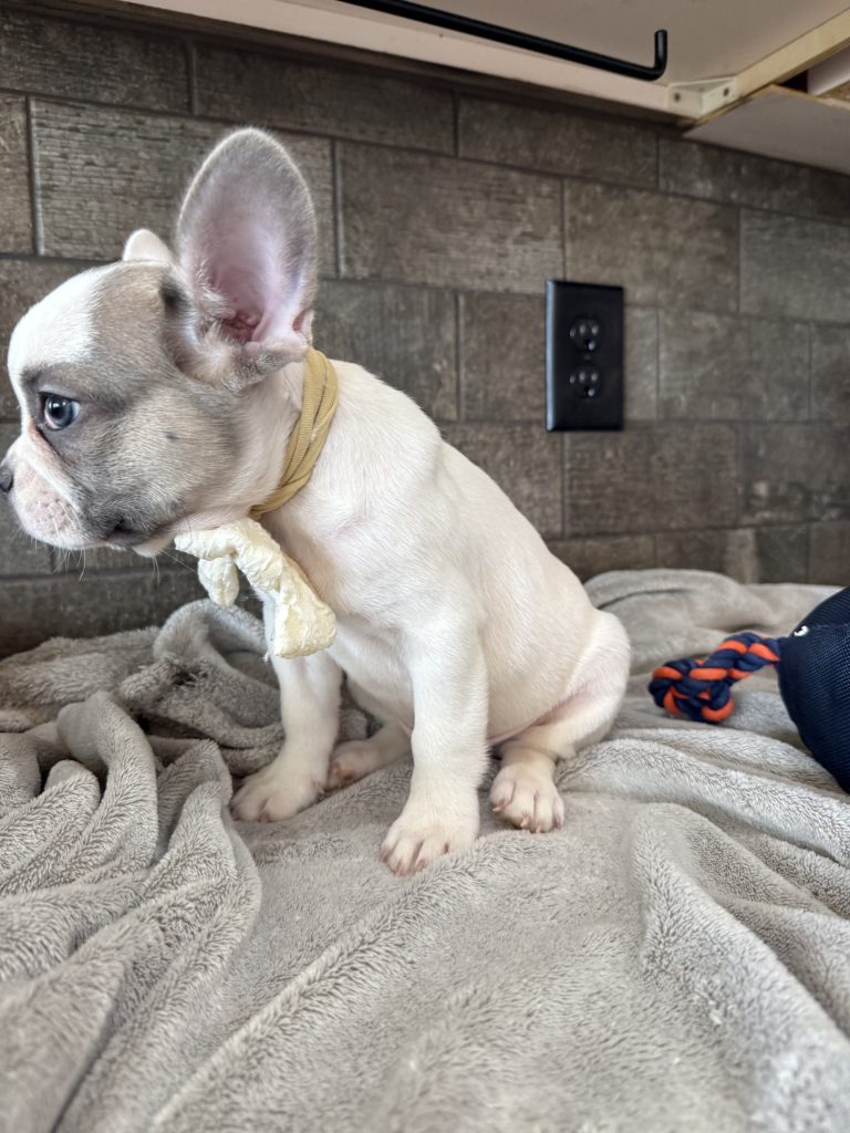 Chopper | Blue Fawn Pied French Bulldog Male | Available in August 2025
