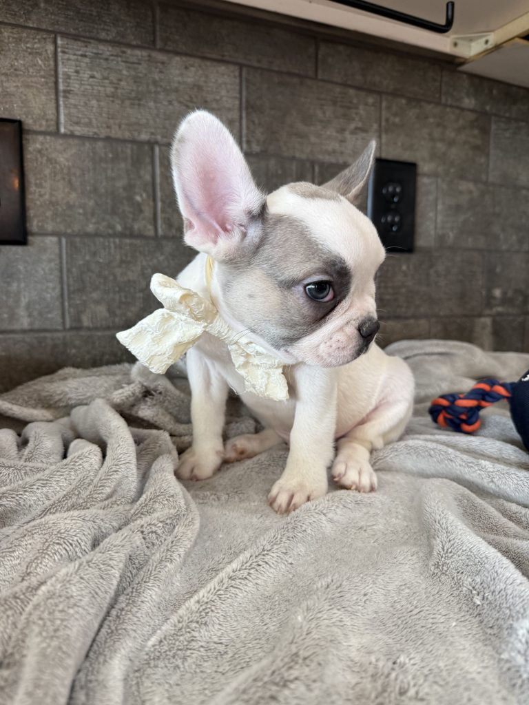Chopper | Blue Fawn Pied French Bulldog Male | Available in August 2025