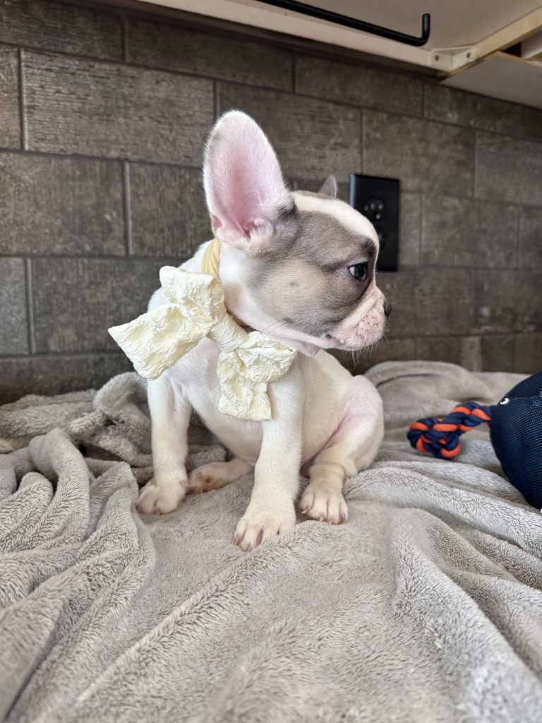 Chopper | Blue Fawn Pied French Bulldog Male | Available in August 2025