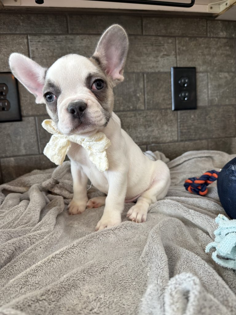 Chopper | Blue Fawn Pied French Bulldog Male | Available in August 2025