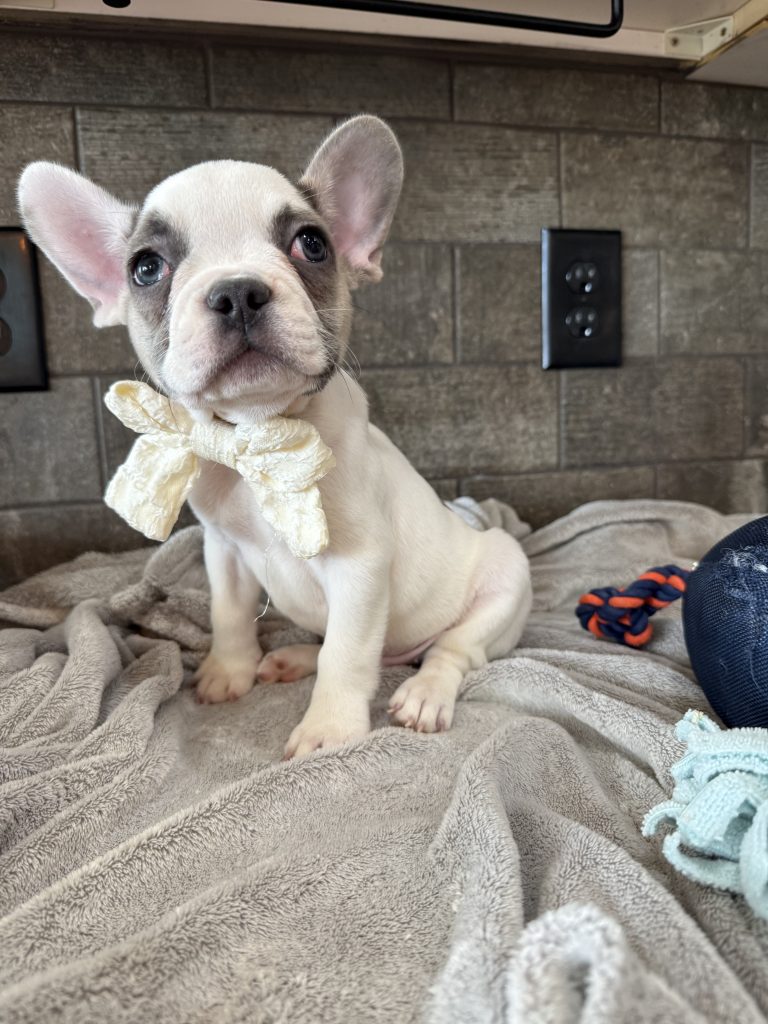 Chopper | Blue Fawn Pied French Bulldog Male | Available in August 2025