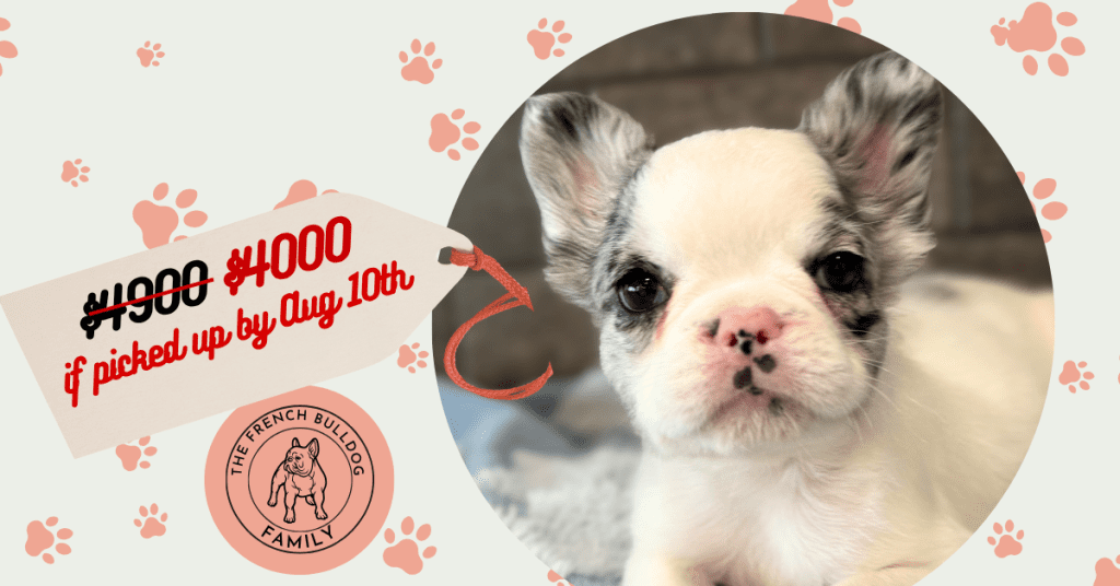 Alto | Fluffy Merle Pied French Bulldog Male | Available Now