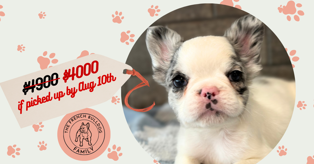 Alto | Fluffy Merle Pied French Bulldog Male | Available Now