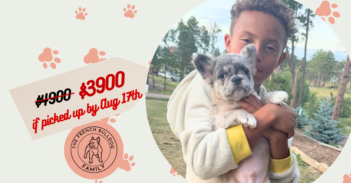 Astro | Blue Merle French Bulldog Male | Available Now | The Snuggly One
