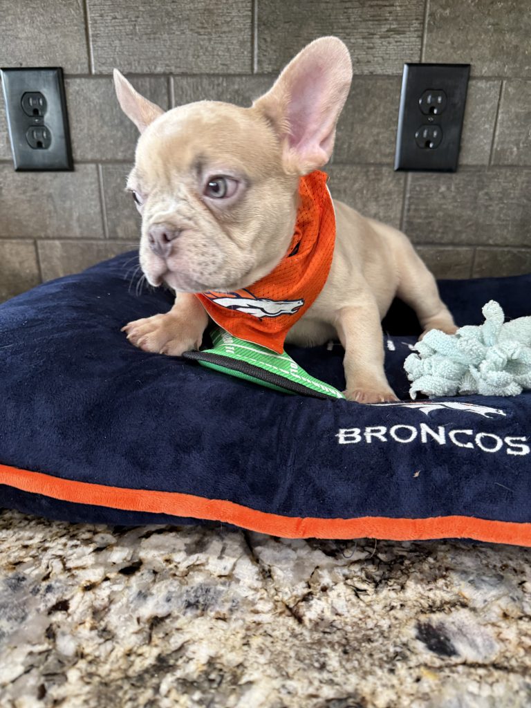 Uno | Blue Fawn Merle French Bulldog Male | Available Now