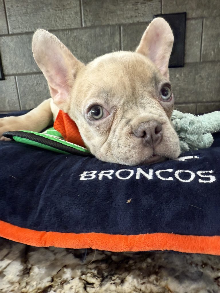 Uno | Blue Fawn Merle French Bulldog Male | Available Now