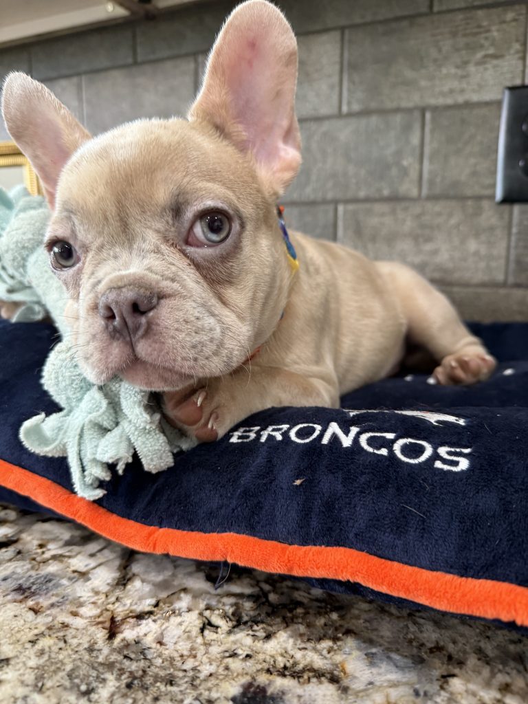 Uno | Blue Fawn Merle French Bulldog Male | Available Now