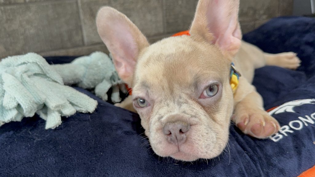 Uno | Blue Fawn Merle French Bulldog Male | Available Now
