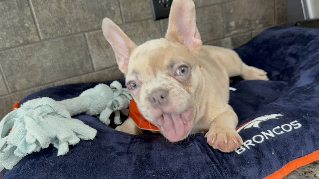 Uno | Blue Fawn Merle French Bulldog Male | Available Now