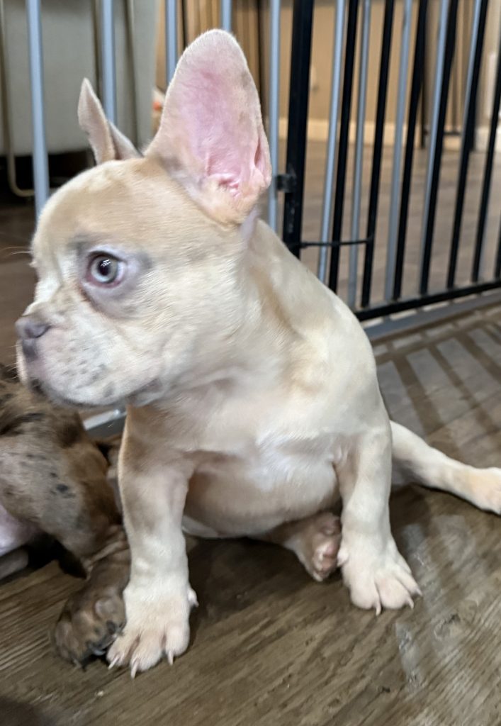 Uno | Blue Fawn Merle French Bulldog Male | Available Now