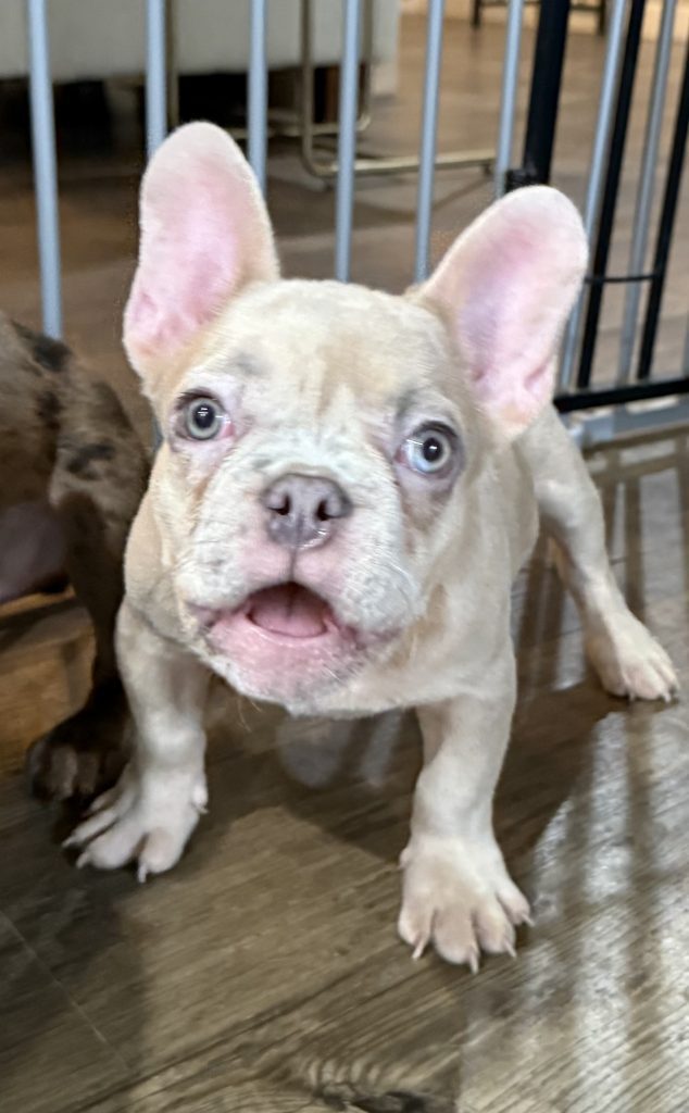 Uno | Blue Fawn Merle French Bulldog Male | Available Now
