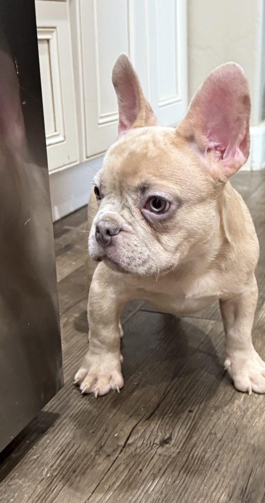 Uno | Blue Fawn Merle French Bulldog Male | Available Now