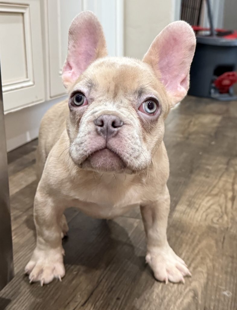 Uno | Blue Fawn Merle French Bulldog Male | Available Now