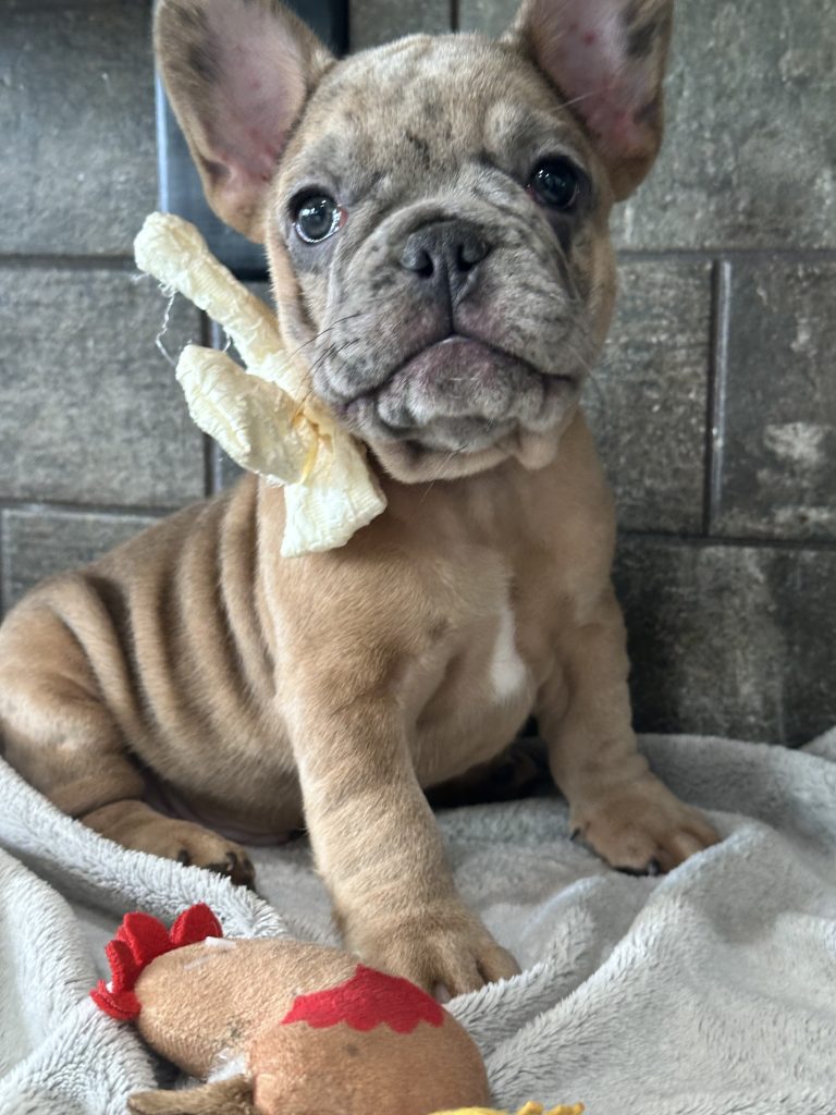 Bourbon | Blue Fawn Merle French Bulldog Male | Available in August 2025