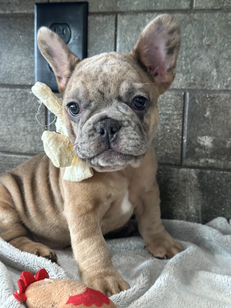 Bourbon | Blue Fawn Merle French Bulldog Male | Available in August 2025