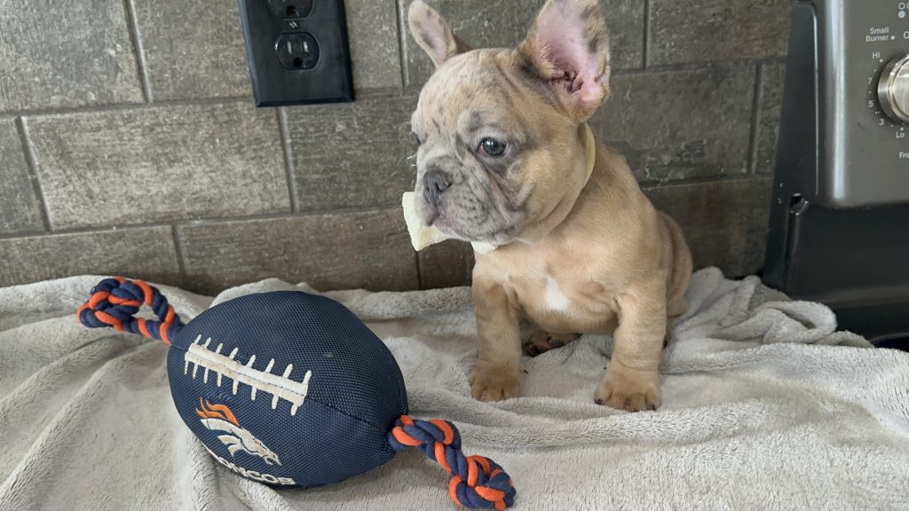Bourbon | Blue Fawn Merle French Bulldog Male | Available in August 2025