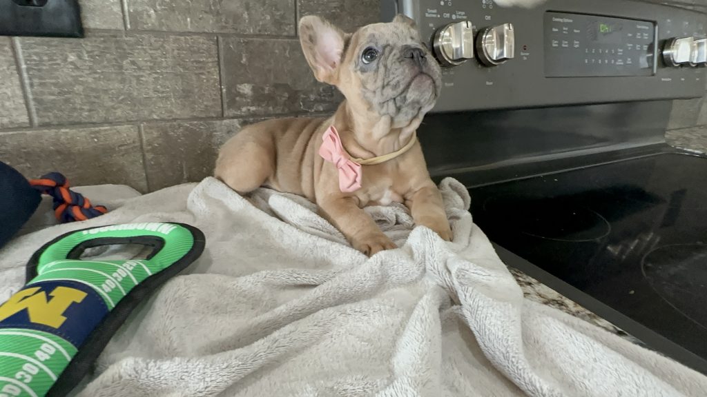 Bourbon | Blue Fawn Merle French Bulldog Male | Available in August 2025