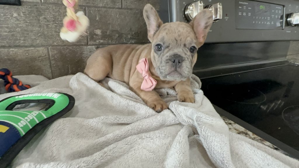 Bourbon | Blue Fawn Merle French Bulldog Male | Available in August 2025