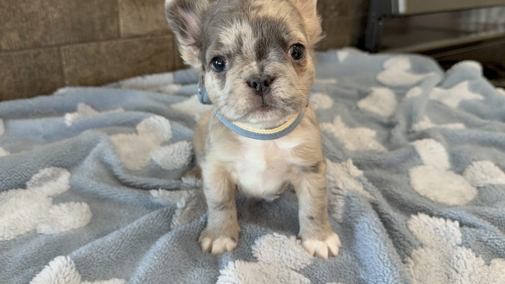 Astro | Blue Merle French Bulldog Male | Available Now | The Snuggly One
