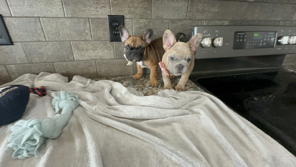 Bourbon | Blue Fawn Merle French Bulldog Male | Available in August 2025