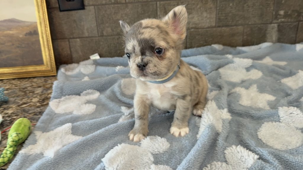 Astro | Blue Merle French Bulldog Male | Available Now | The Snuggly One
