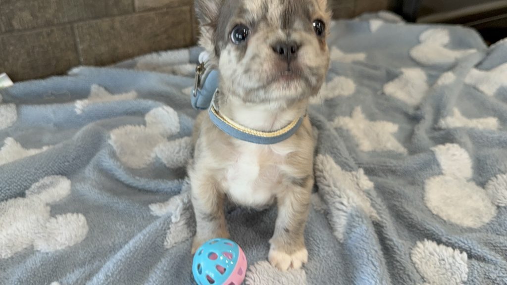 Astro | Blue Merle French Bulldog Male | Available Now | The Snuggly One