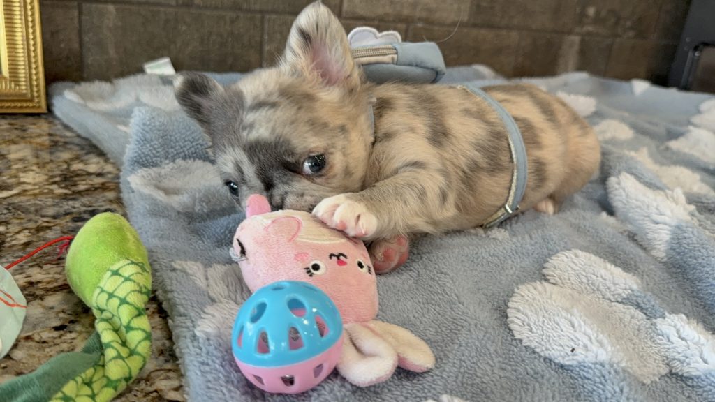 Astro | Blue Merle French Bulldog Male | Available Now | The Snuggly One
