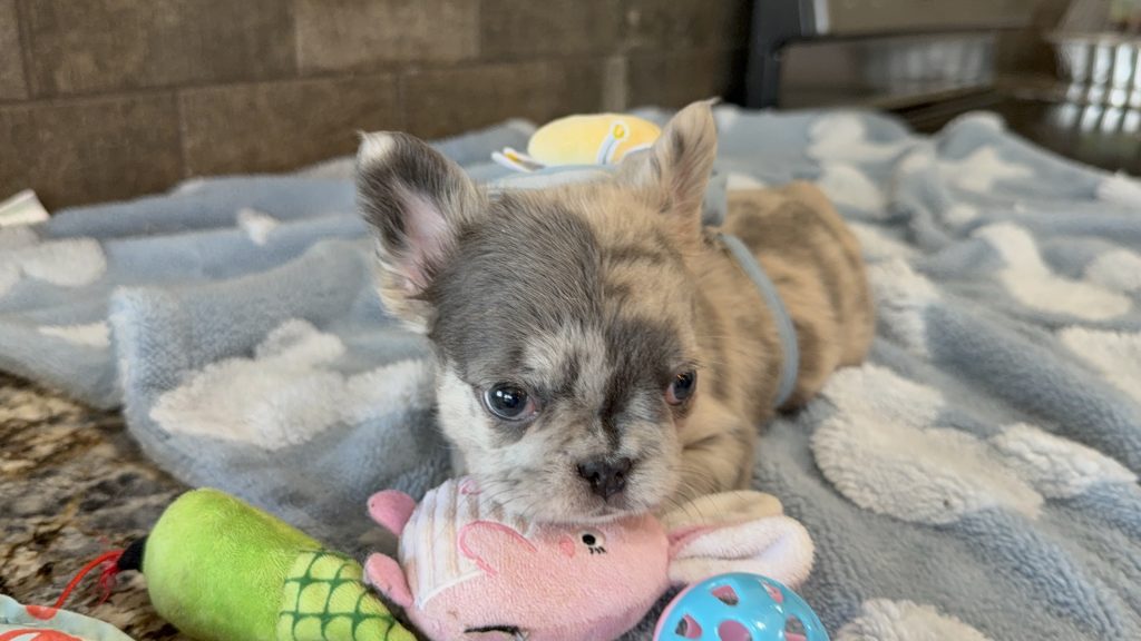 Astro | Blue Merle French Bulldog Male | Available Now | The Snuggly One