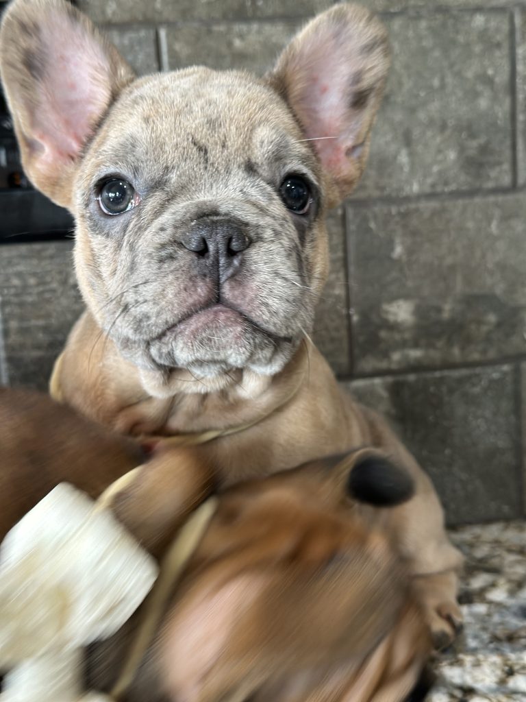 Bourbon | Blue Fawn Merle French Bulldog Male | Available in August 2025