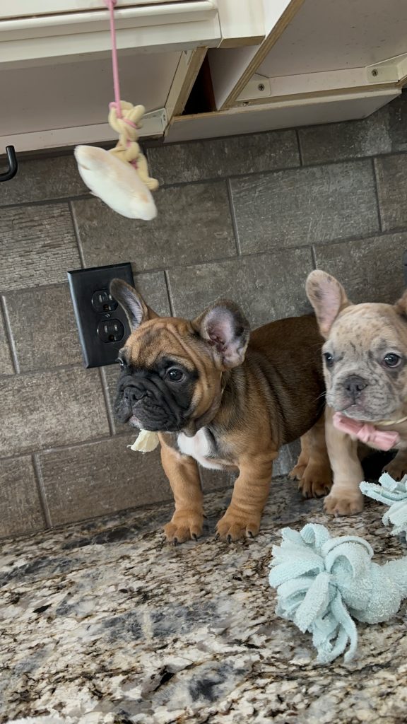 Bourbon | Blue Fawn Merle French Bulldog Male | Available in August 2025