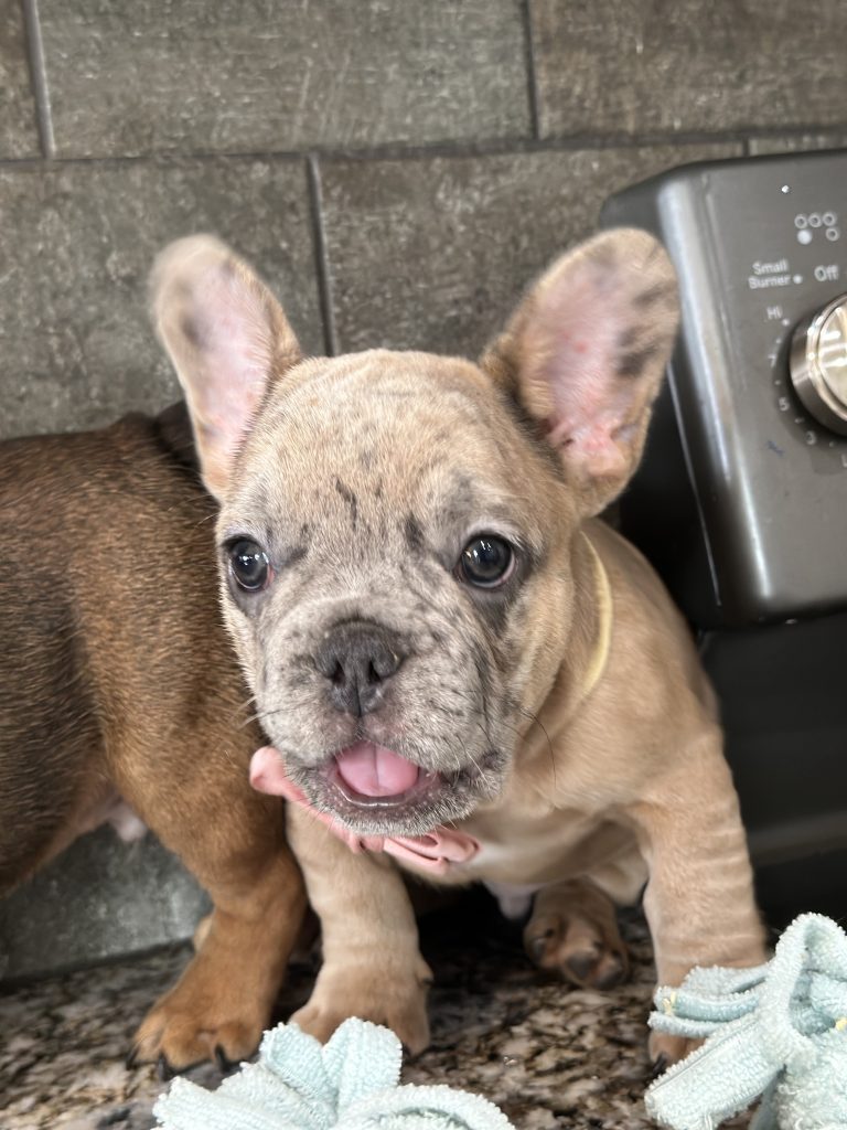 Bourbon | Blue Fawn Merle French Bulldog Male | Available in August 2025