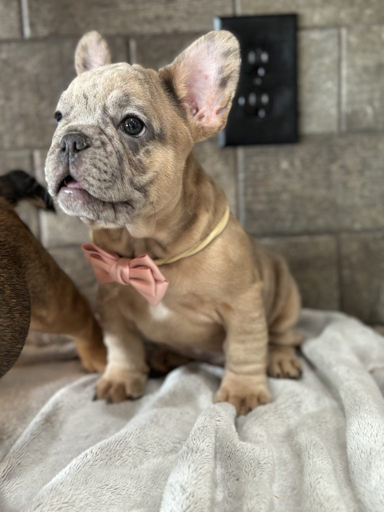Bourbon | Blue Fawn Merle French Bulldog Male | Available in August 2025